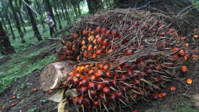 Tak Gentar Diserang, RI-Malaysia Siap Lawan Eropa!